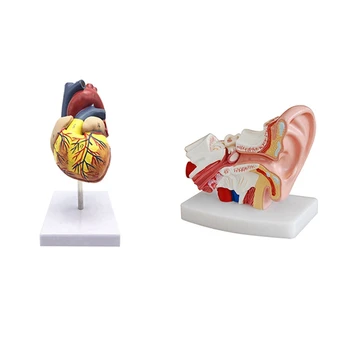 Моделът на човешкото Сърце е 1: 1, Анатомично Точно пресъздаване на Сърцето и 1,5 Пъти по-голяма става Анатомическая Модел на човешкото ухо, показва Органи